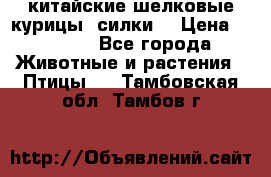 китайские шелковые курицы (силки) › Цена ­ 2 500 - Все города Животные и растения » Птицы   . Тамбовская обл.,Тамбов г.